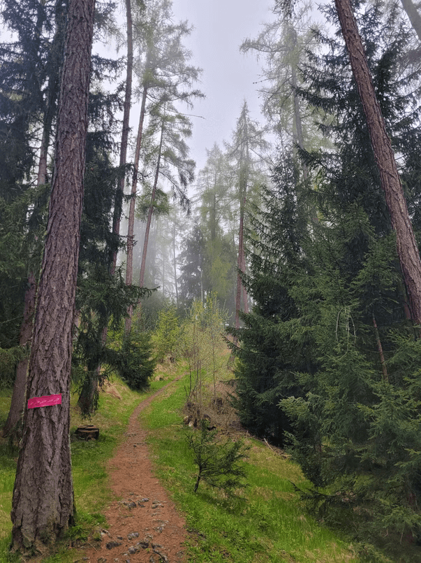 forest and bisse walk
